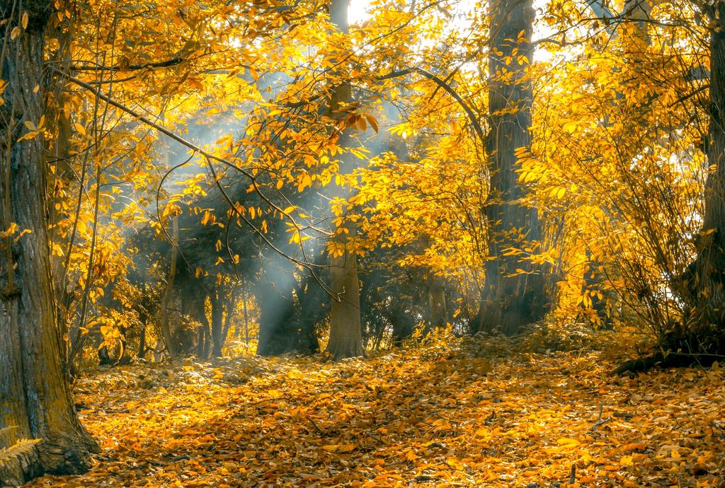 Pădure de toamnă în nuanțe aurii